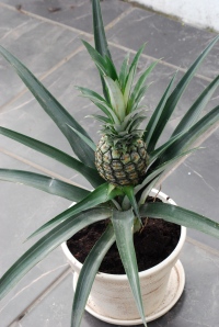 Our new pineapple plant, Costa Rica